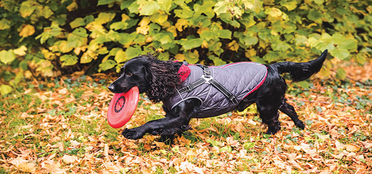 Help your dog reach their paw-tential with high performance outerwear